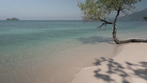 Playa-Tropical-Con-árbol-Pequeño,-Agua-Turquesa-Y-Arena-Blanca,-Inclinada-Hacia-Arriba