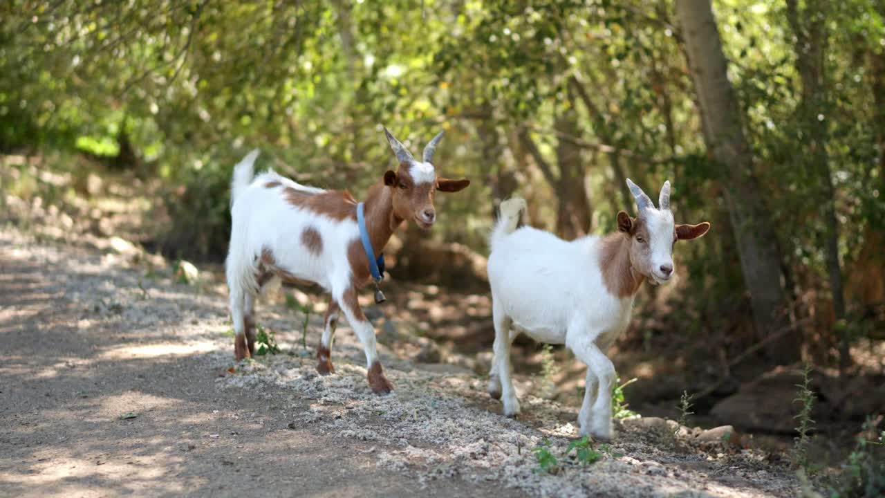 Dos cabras jóvenes caminando y pastando en un camino de tierra en un bosque soleado