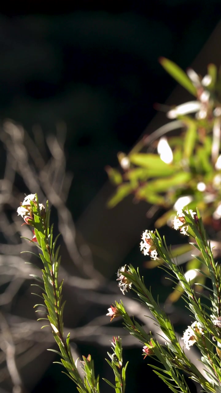 Piccoli fiori bianchi che sbocciano su steli verdi alla luce del sole