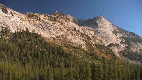 trees stand at the edge of a mountain at tuolumne meadows in yosemite national park