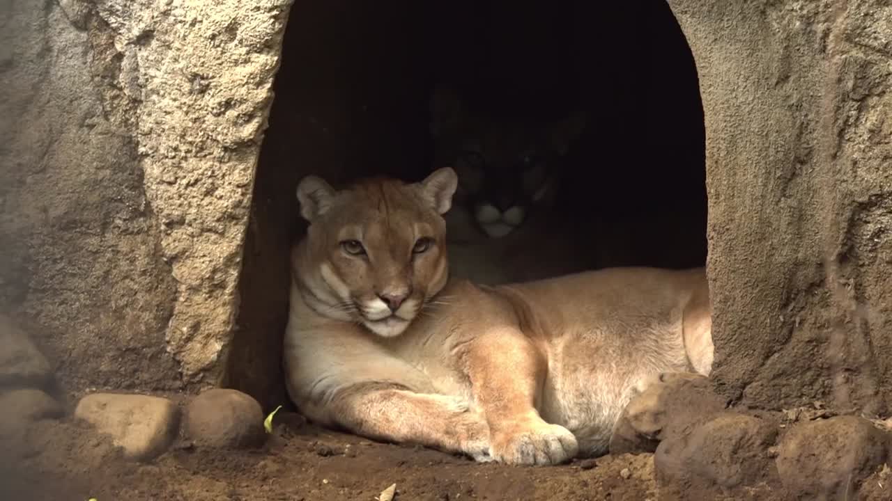 Leonessa che riposa in una grotta nello zoo nicaraguense.