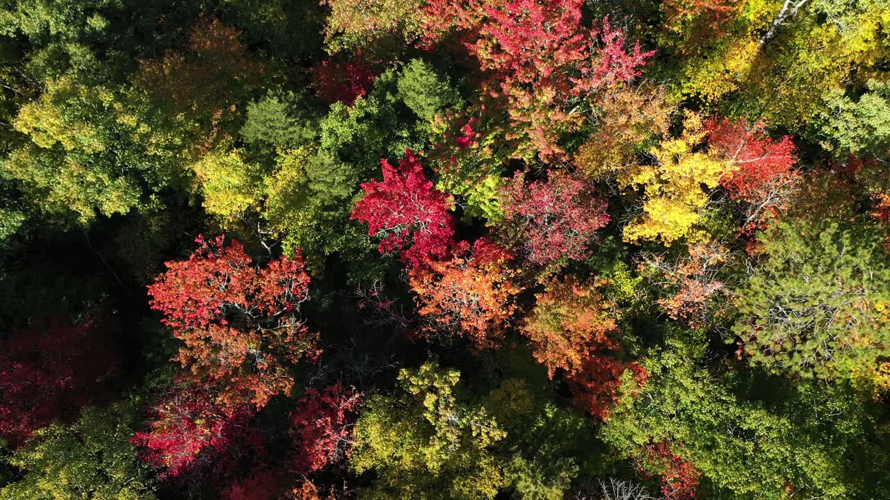 vista aérea a vista de pájaro de los llamativos colores de los árboles en el soleado día de otoño