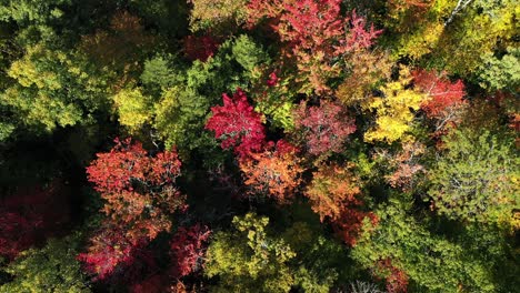 birds eye aerial view of flashy tree colors on sunny autumn day