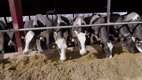 modern farm barn with milking cows eating haycows in cowshed,calf feeding on farm,agriculture industry