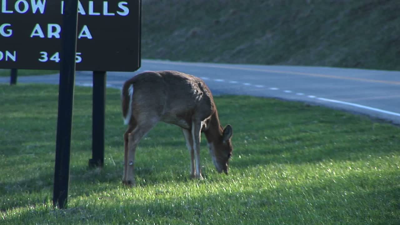 고속도로를 건너는 암컷 흰꼬리 사슴의 다음 사진