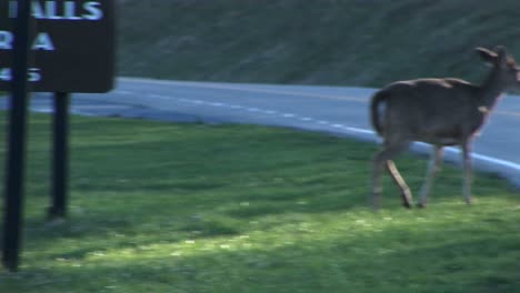 Siguiente-Disparo-De-Un-Venado-Hembra-Cruzando-Una-Carretera