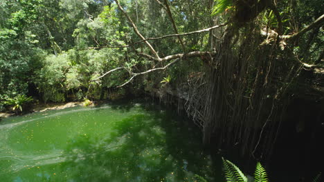 Panning-shot-above-a-jungle-natural-pool,-swallows-flying-all-around-in-rainforest