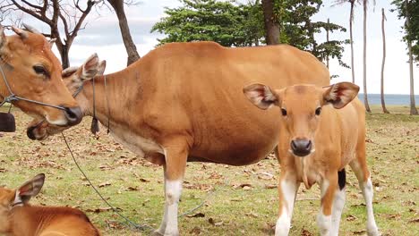 Beautiful-Bali-Cows-in-Slow-Motion-Lick-Their-Babies-on-Meadow-Beach-Landscape,-Cute-Agricultural-Grazing-Cattle,-Bali-Indonesia,-Southeast-Asia