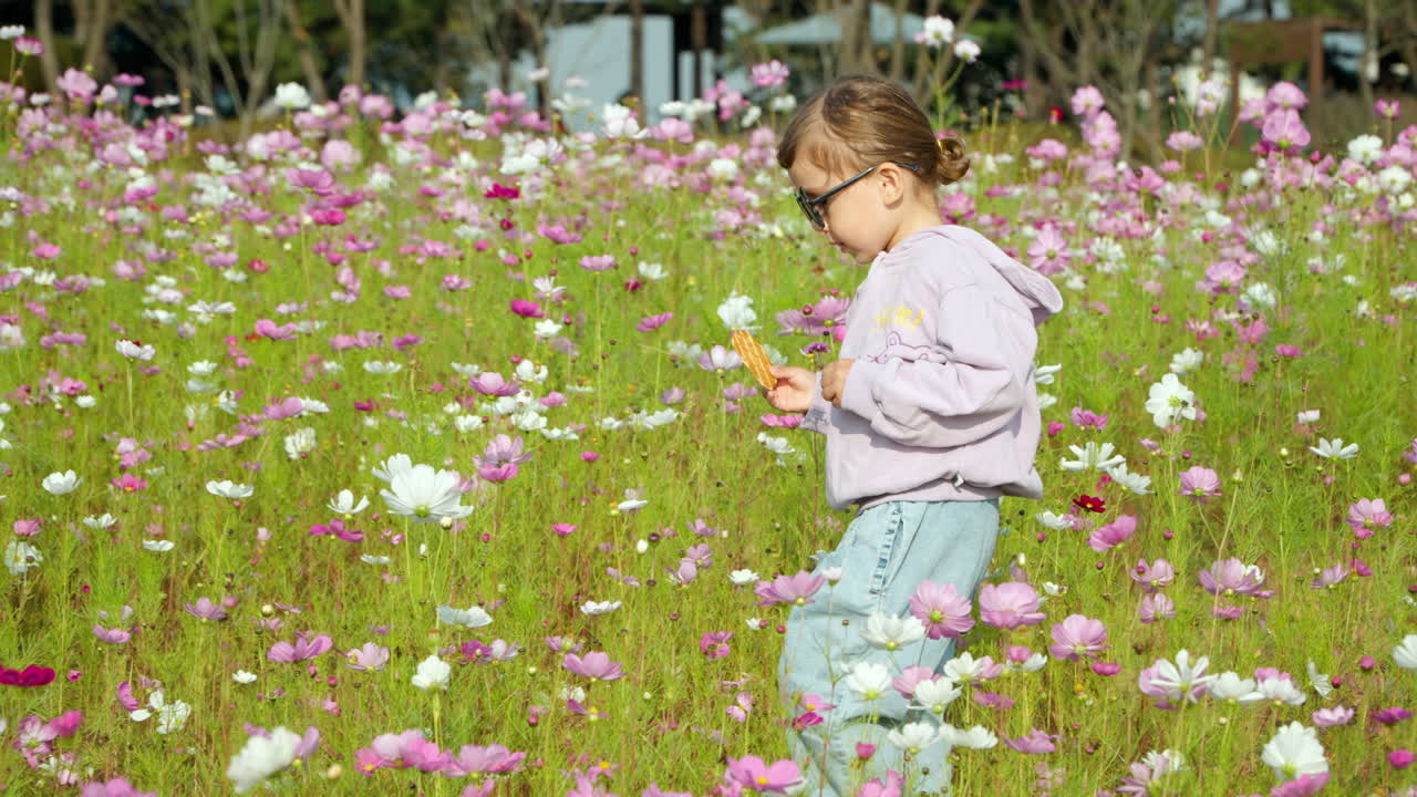 una niña camina a través de un campo de flores del cosmos en flor durante el otoño en el parque ecológico de gaetgol en siheung, corea del sur