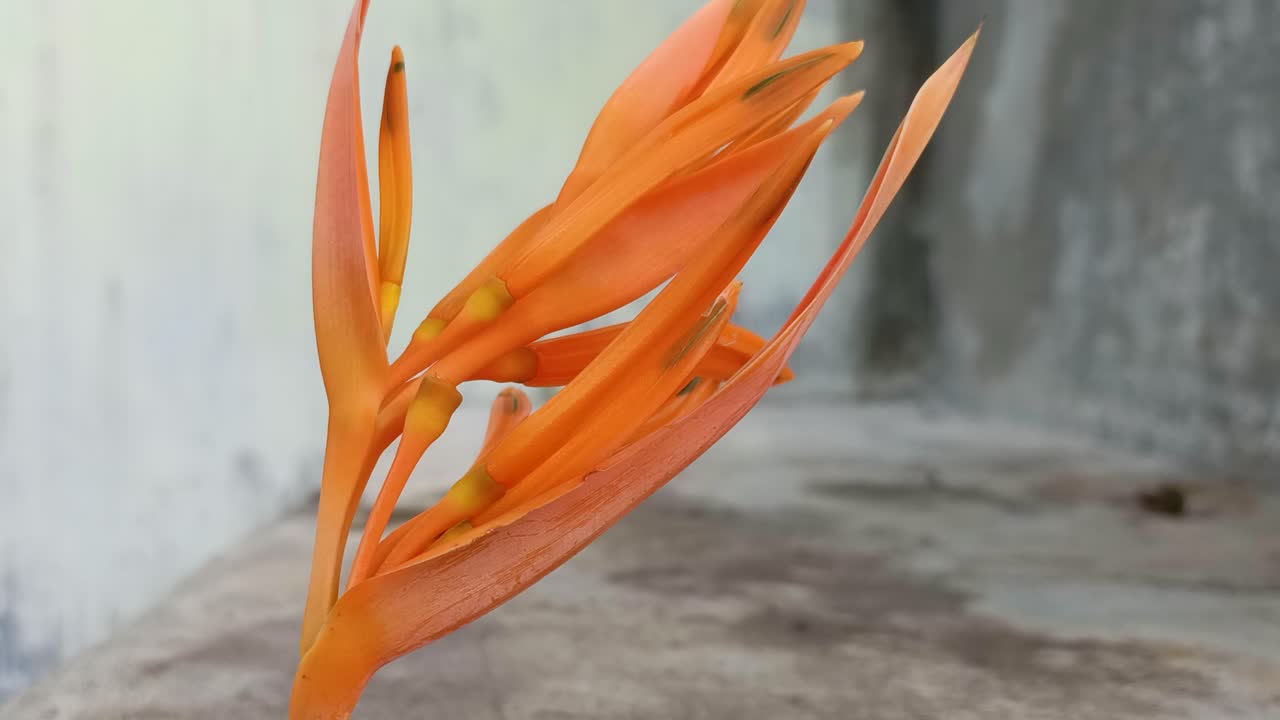 fotografía de cerca de la heliconia psittacorum