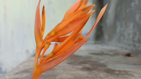 closeup shot of heliconia psittacorum