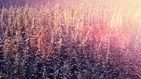 animation of snow falling and glowing spots of light over fir trees in winter scenery