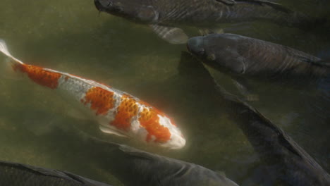 kohaku koi entre la raza koi negra nadando en un estanque en verano soleado en tokio, japón