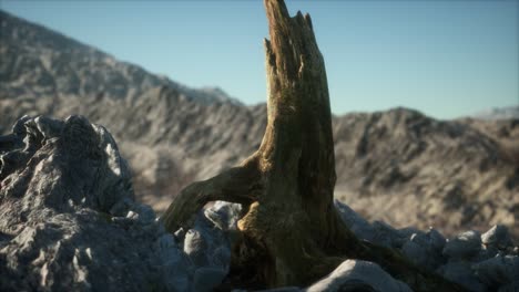 dead pine tree at granite rock at sunset