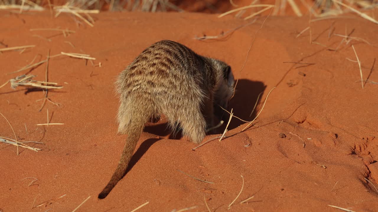 A back view of a suricate digging in the red sand, Kgalakgadi Transfrontier Park.