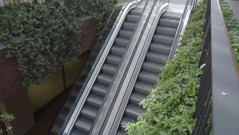 escalera mecánica en un edificio moderno con plantas verdes
