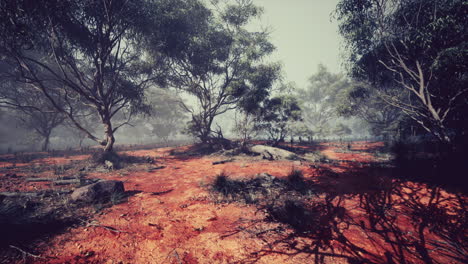misty forest with red dirt