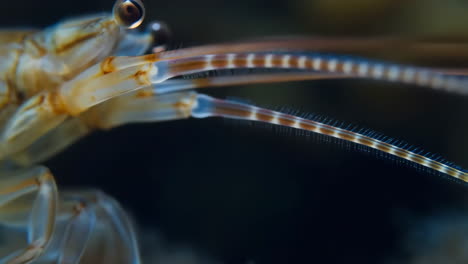 macro close-up of a shrimp's eye and antennae