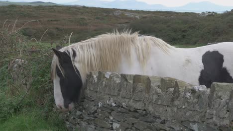 white with black spots horse standing behind a stone fence