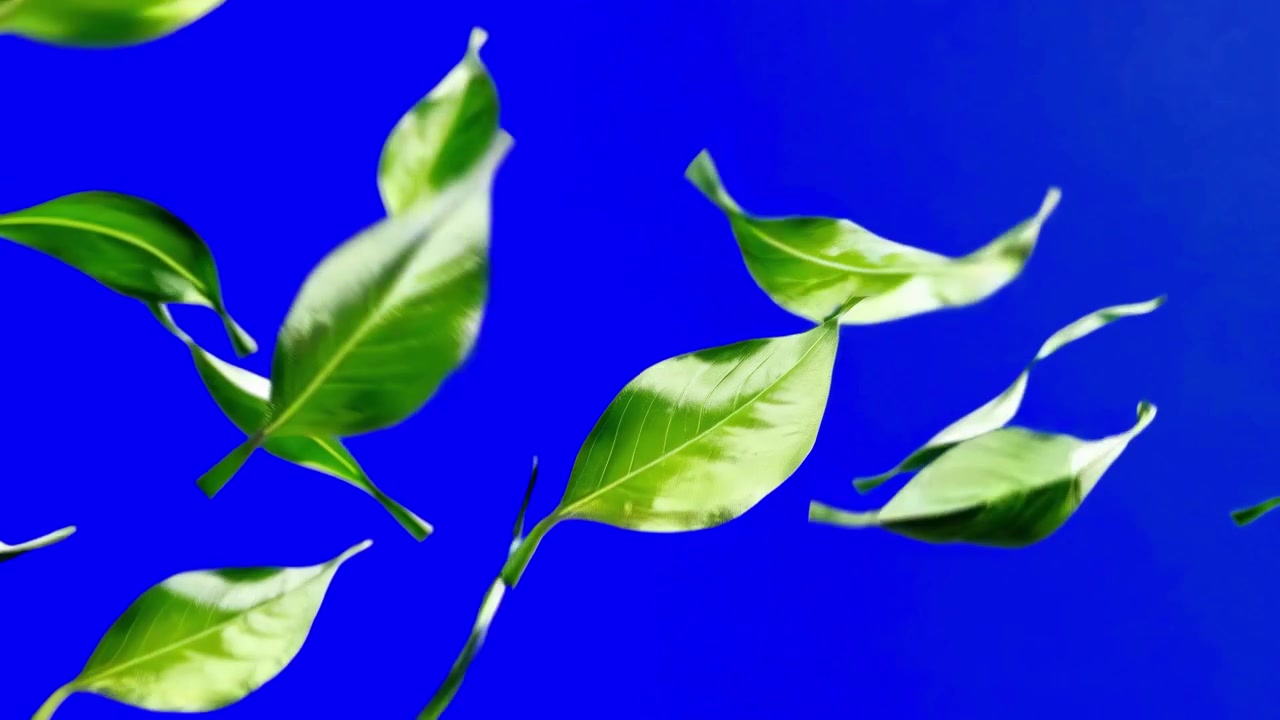 Foglie verdi vivaci che cadono e galleggiano su schermo blu