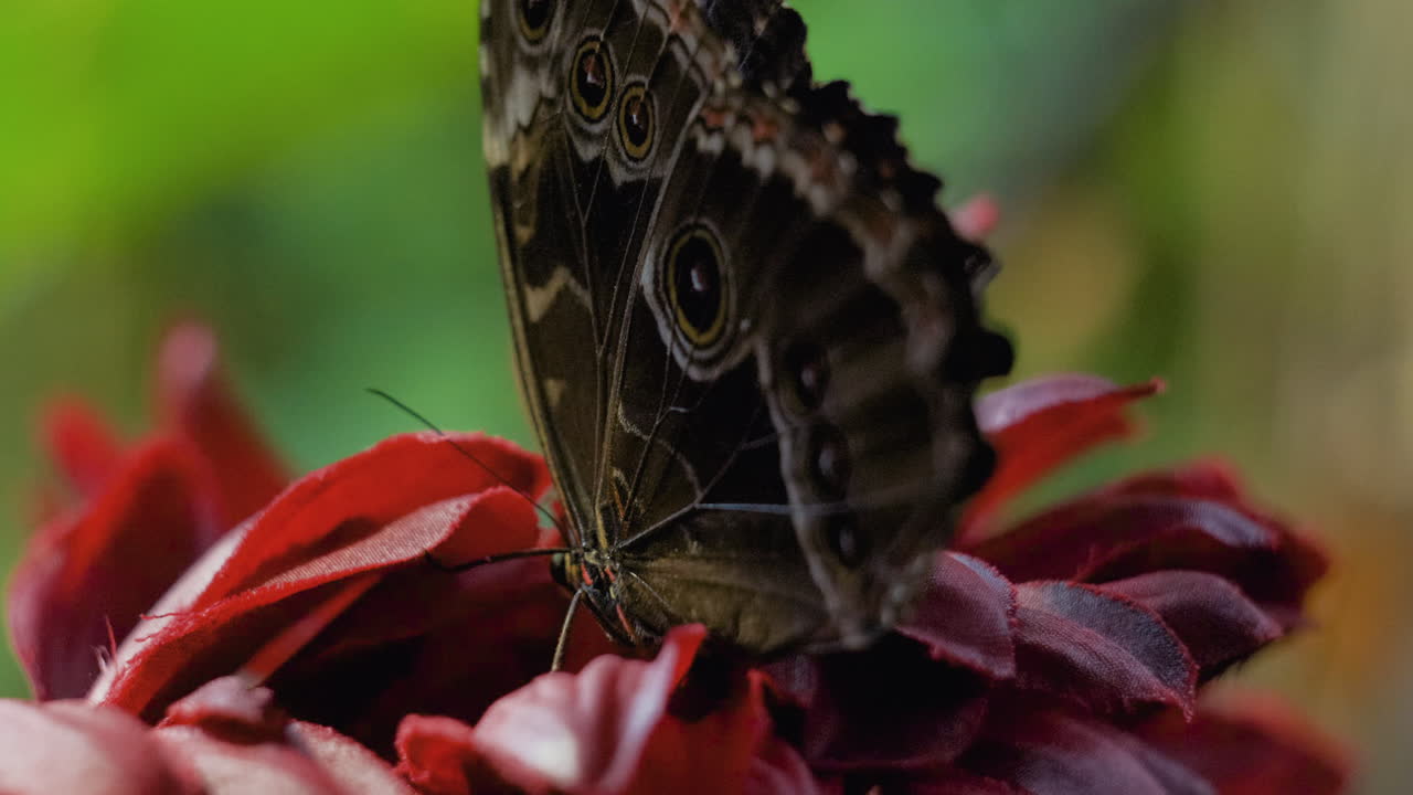 Una splendida farfalla coda di rondine gigante si posa su un fiore esotico rosso nella giungla con uno sfondo sfocato, di spalle alla fotocamera e con le ali chiuse.