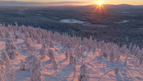 aerial: snow-crowned trees with wild and fell background, sunrise in lapland