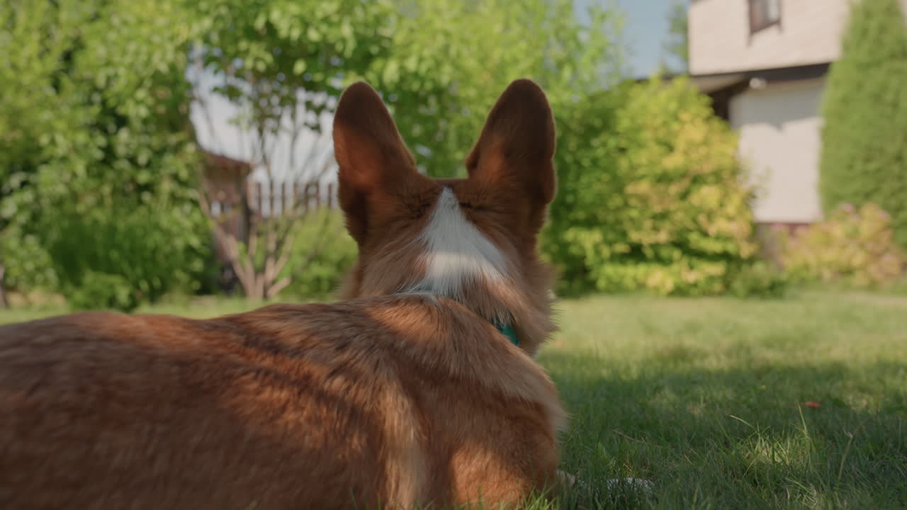 Dog Enjoying Peaceful Moment, Contented Pet Amid Lush Surroundings, Serene Corgi Observing Tranquil Garden Scene Happily, Relaxed Dog Watching Serene Outdoor Setting With Gentle Sunlight Illuminating