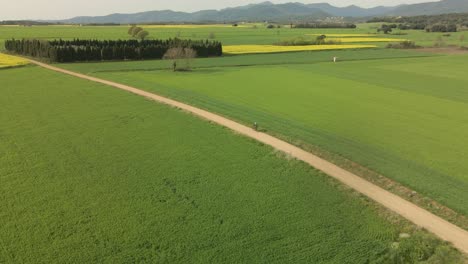 Vuelo-Circular-Con-Drone-Sobre-Un-Ciclista-Conduciendo-Por-Un-Camino-De-Tierra-Con-Cultivos-En-Los-Lados-Verde-Y-Amarillo-Hermoso-Plano-Panorámico-Cinematográfico-En-La-Costa-Brava-En-Girona