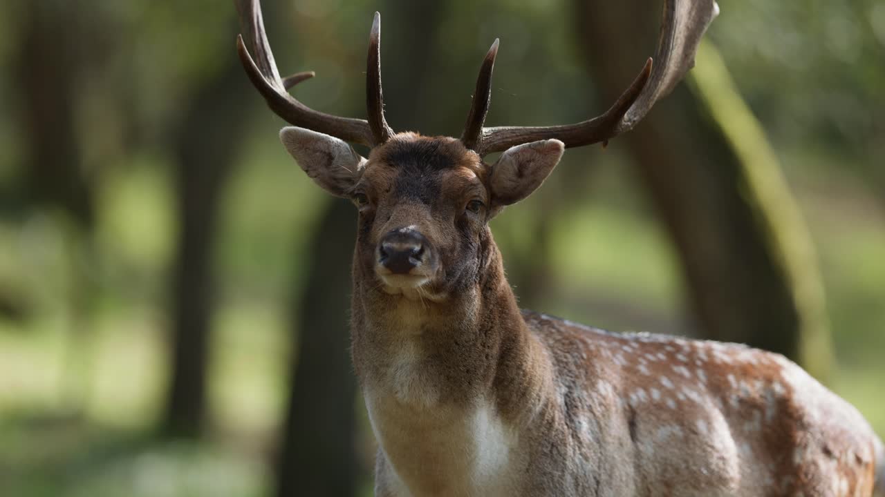 ciervos en barbecho en el bosque