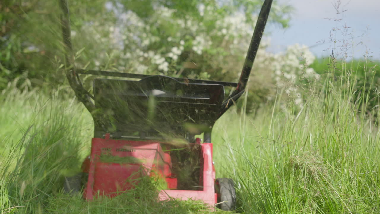 Person mowing overgrown grass with a red lawnmower in sunny garden