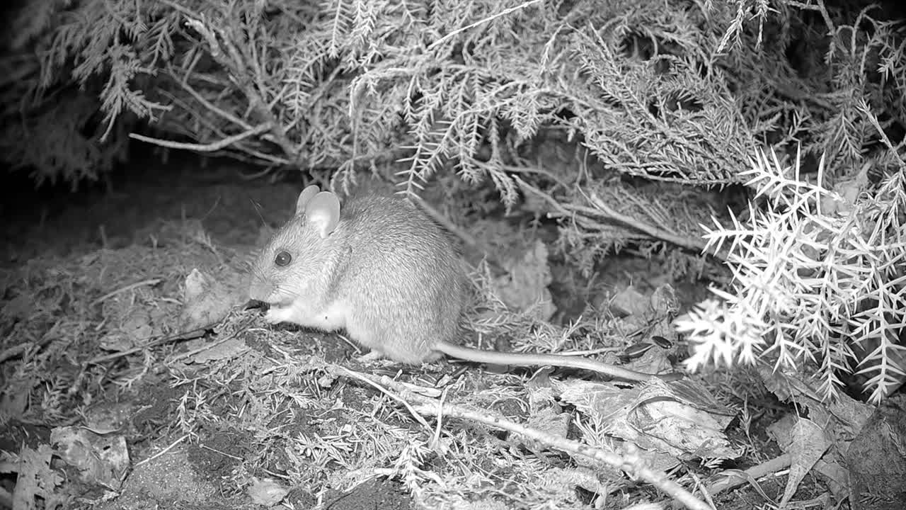 Yellow-necked mouse (Apodemus flavicollis) has found something edible under a juniper bush at night. Estonia.