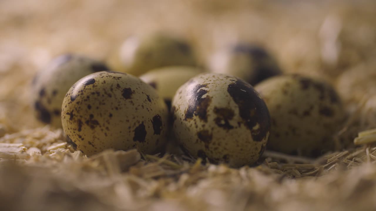 Quail eggs on straw litter