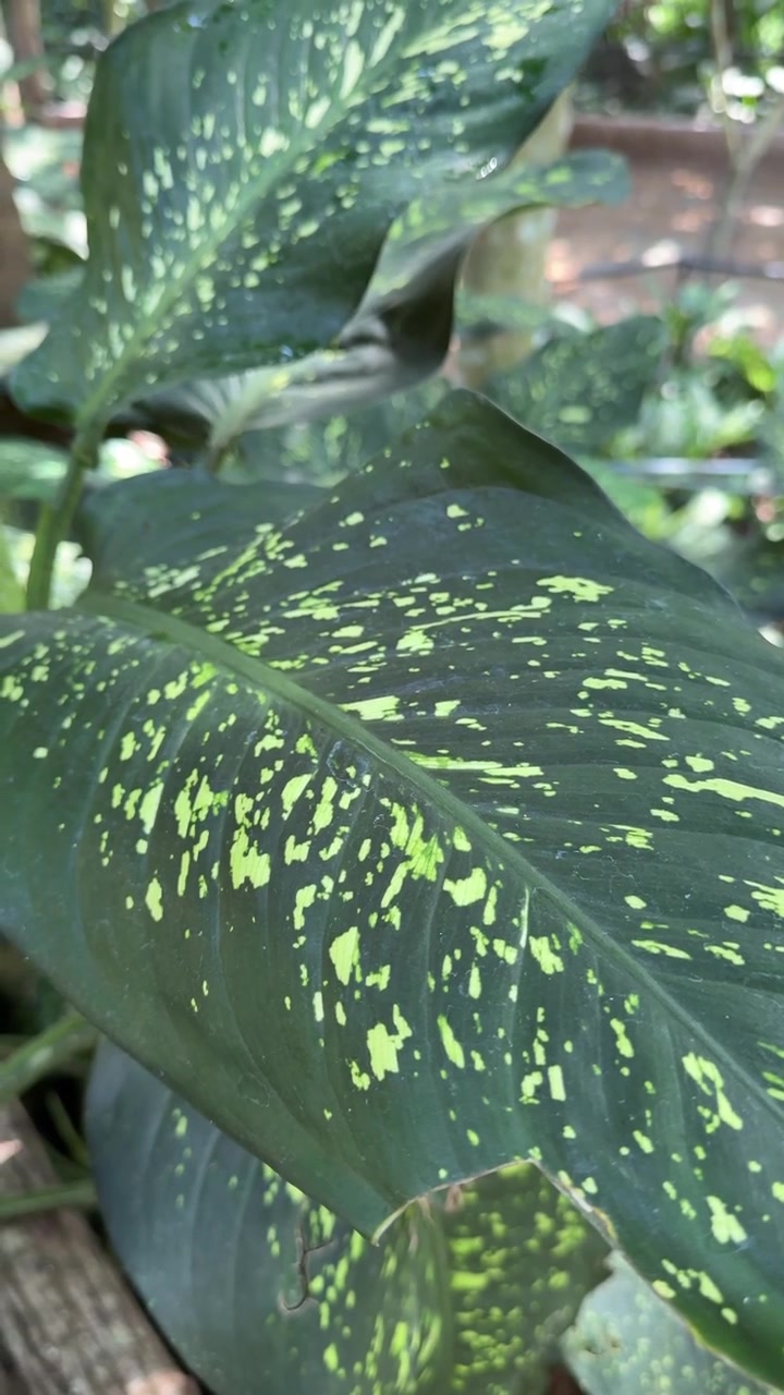 Primo piano di una foglia variegata di Dieffenbachia in un giardino tropicale.