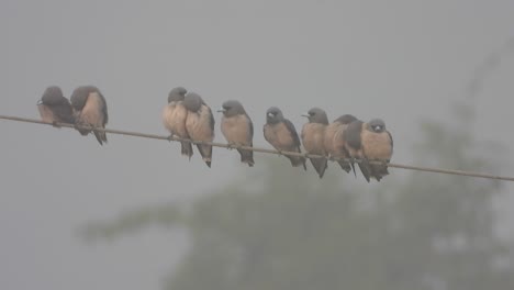 tree swallows in electric wire .