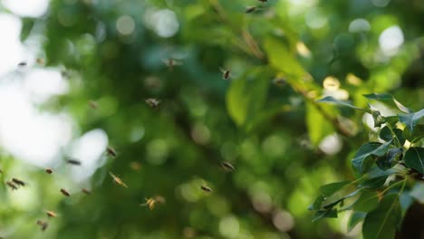 Las-Abejas-Vuelan-Hacia-Un-Colmenar-A-Través-De-Un-Huerto-En-Cámara-Lenta