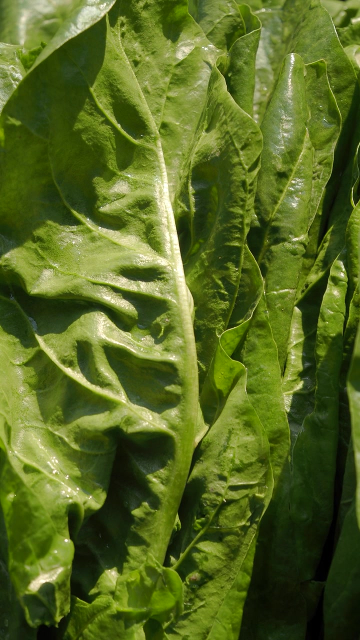 Foglie fresche di lattuga verde alla luce solare
