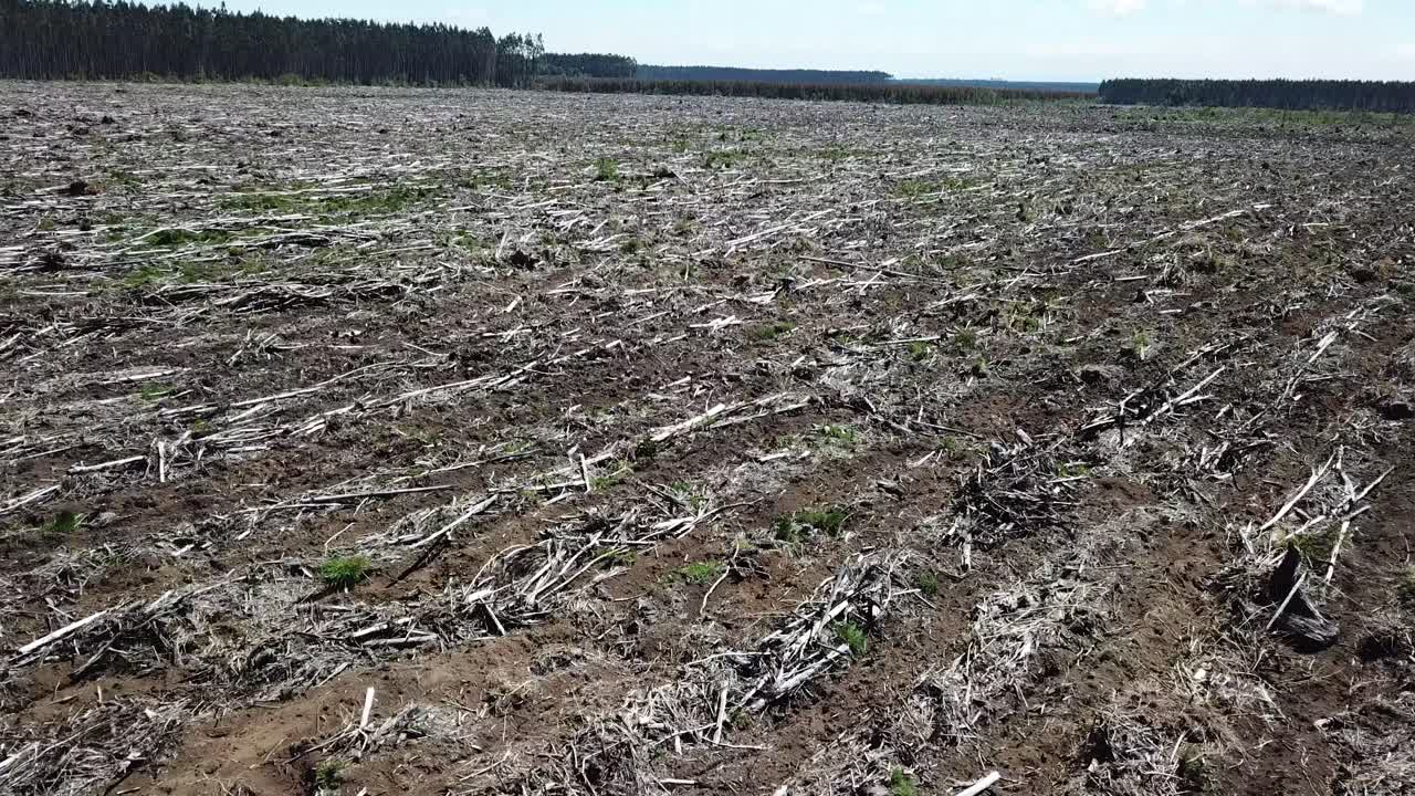 Vista aerea di un'enorme area disboscata nella campagna cilena