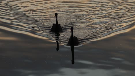 two swans swim together at sunset, creating ripples.