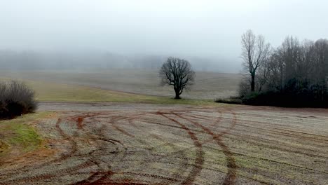 lone tree in winter farm field in yadkin county nc, north carolina