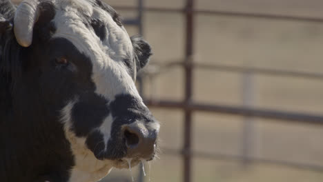 el toro sopla vapor de sus fosas nasales y mira hacia la cámara