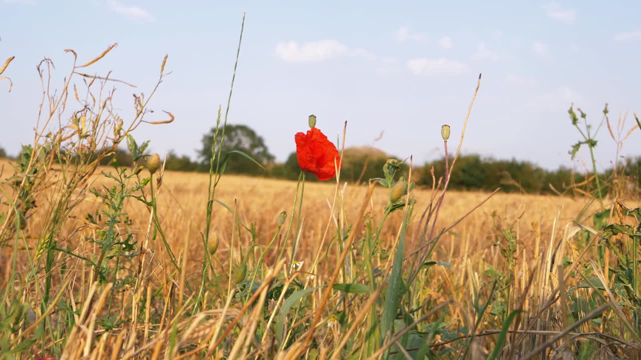 Papavero solitario che cresce spontaneo in un campo di grano dorato, ripresa ampia con gru