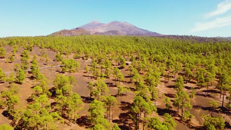 Drohnenschuss-Bewegt-Sich-In-Richtung-Berg-Auf-Teneriffa-Mit-Kiefernwald-Im-Vordergrund