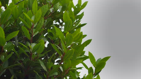 bay tree branches and leaves sway in wind under overcast sky, close-up