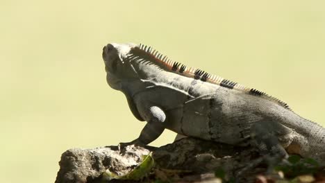 Iguana-00