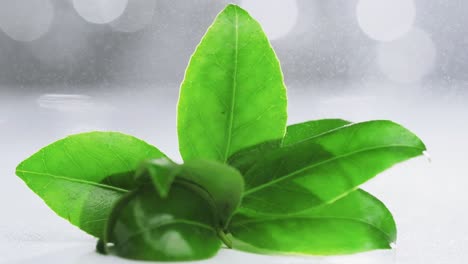 partículas de agua que caen en la rama de las hojas de té verde en cámara lenta, primer plano