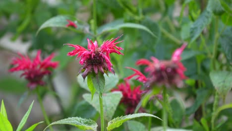 a scarlet beebalm blowing in the breeze in a flower garden