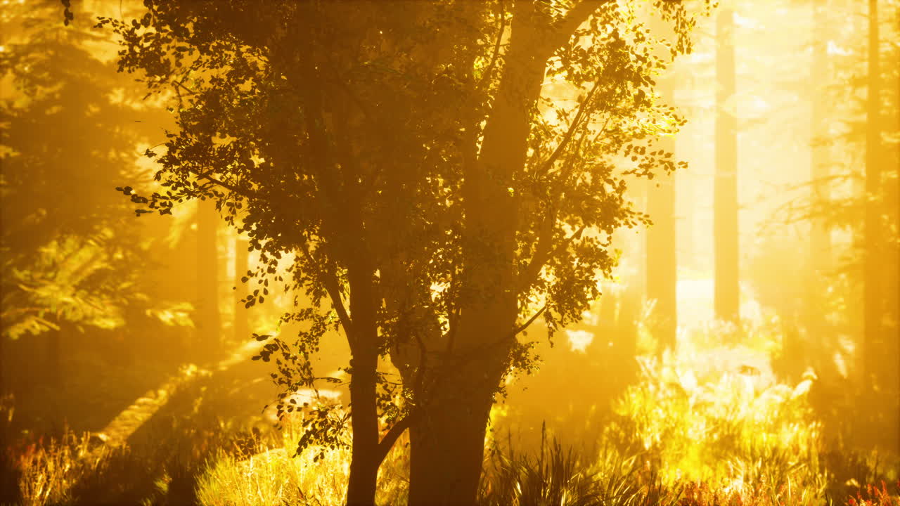 밝은 빛이 어두운 숲으로 떨어집니다.