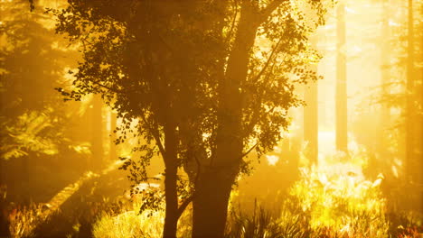 Helles-Licht-Fällt-In-Den-Dunklen-Wald