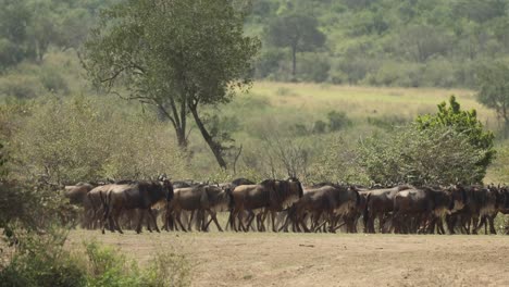 A-large-herd-of-wildebeest-pause-to-take-in-their-surroundings-in-the-Masai-Mara,-Kenya