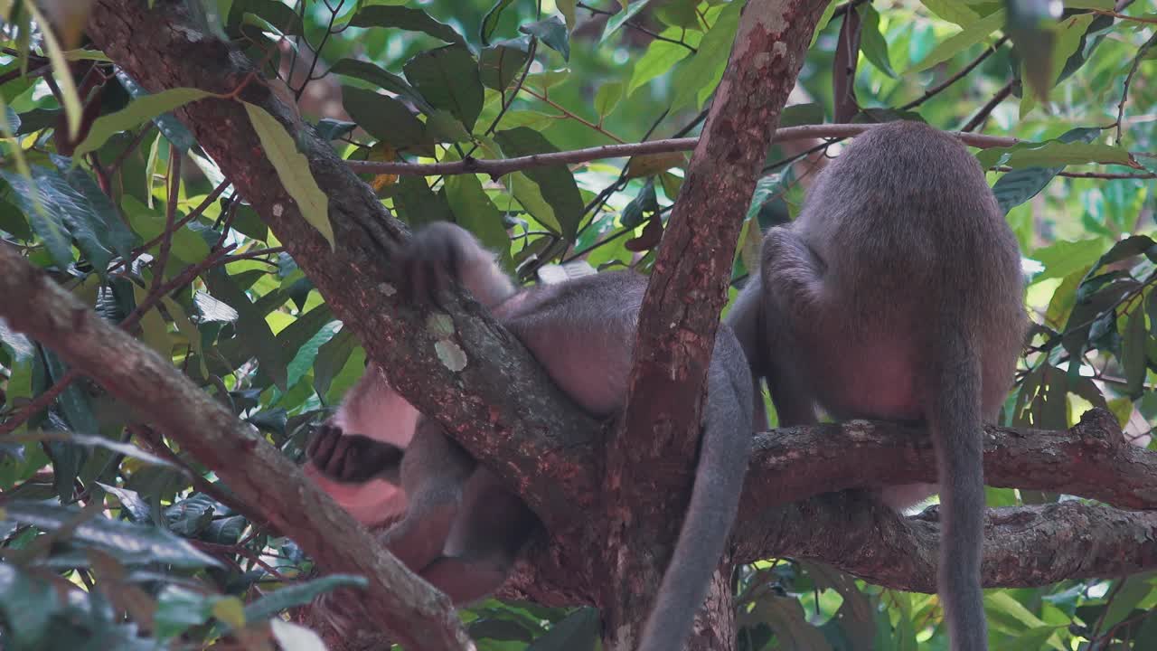 mono macaco durmiendo en los árboles de la selva